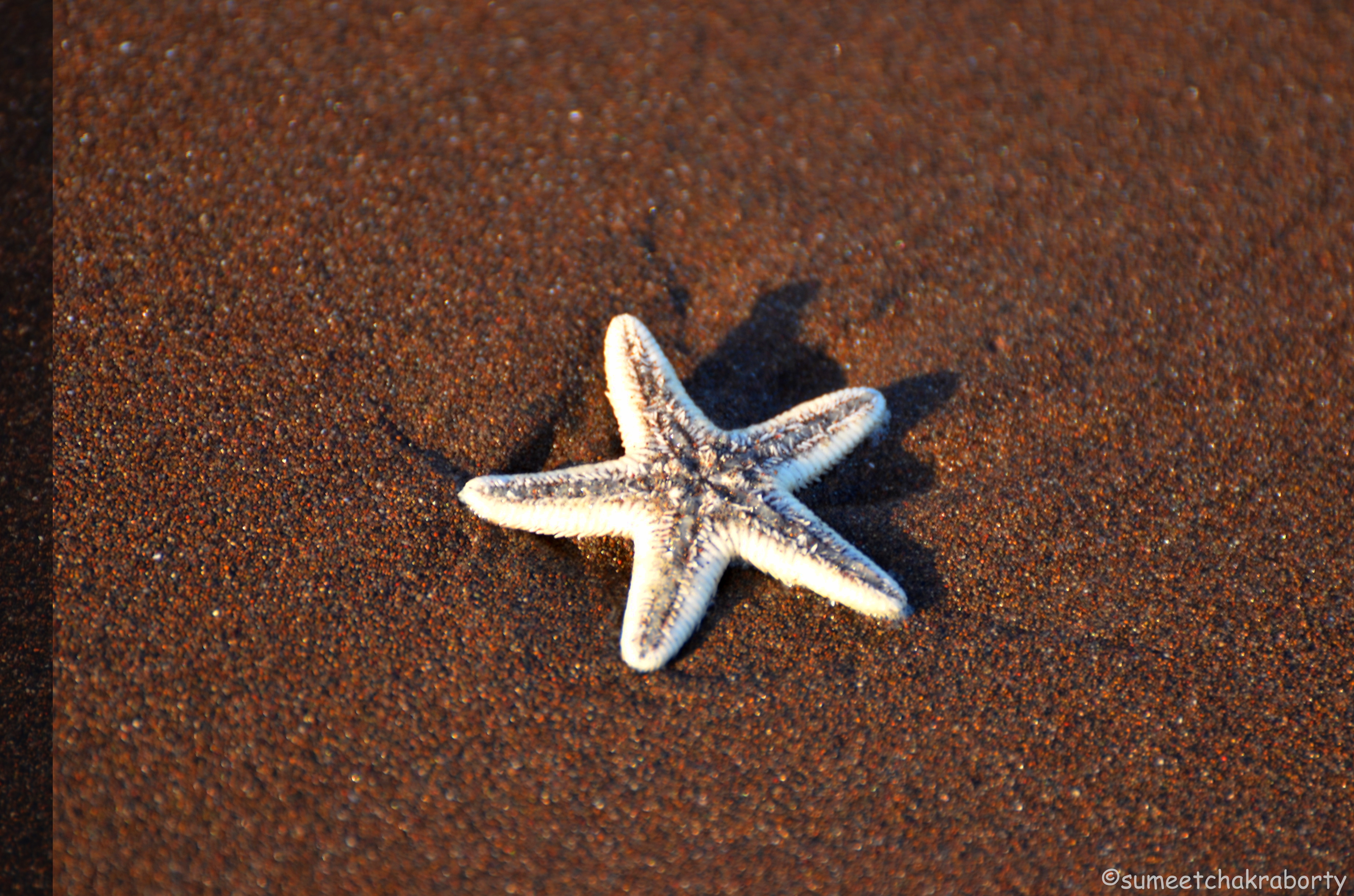 Photo Gallery : A date with a Star Fish