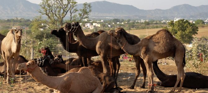 Pushkar – The land of many colors