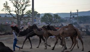 Camel Herd