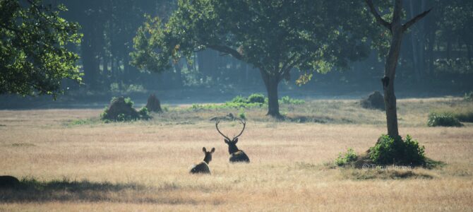 Kanha: Where the Morning Mist Meets the Golden Sun