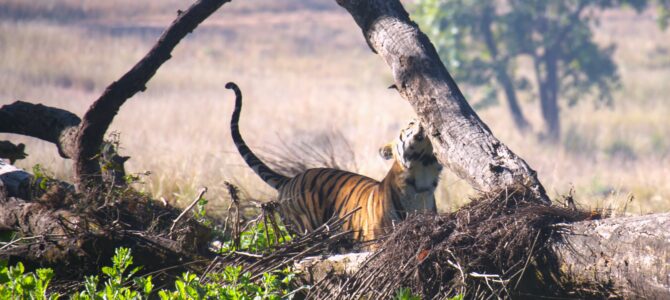 Tales of the Track: Tracking Tigers and Rare Wonders in Kanha