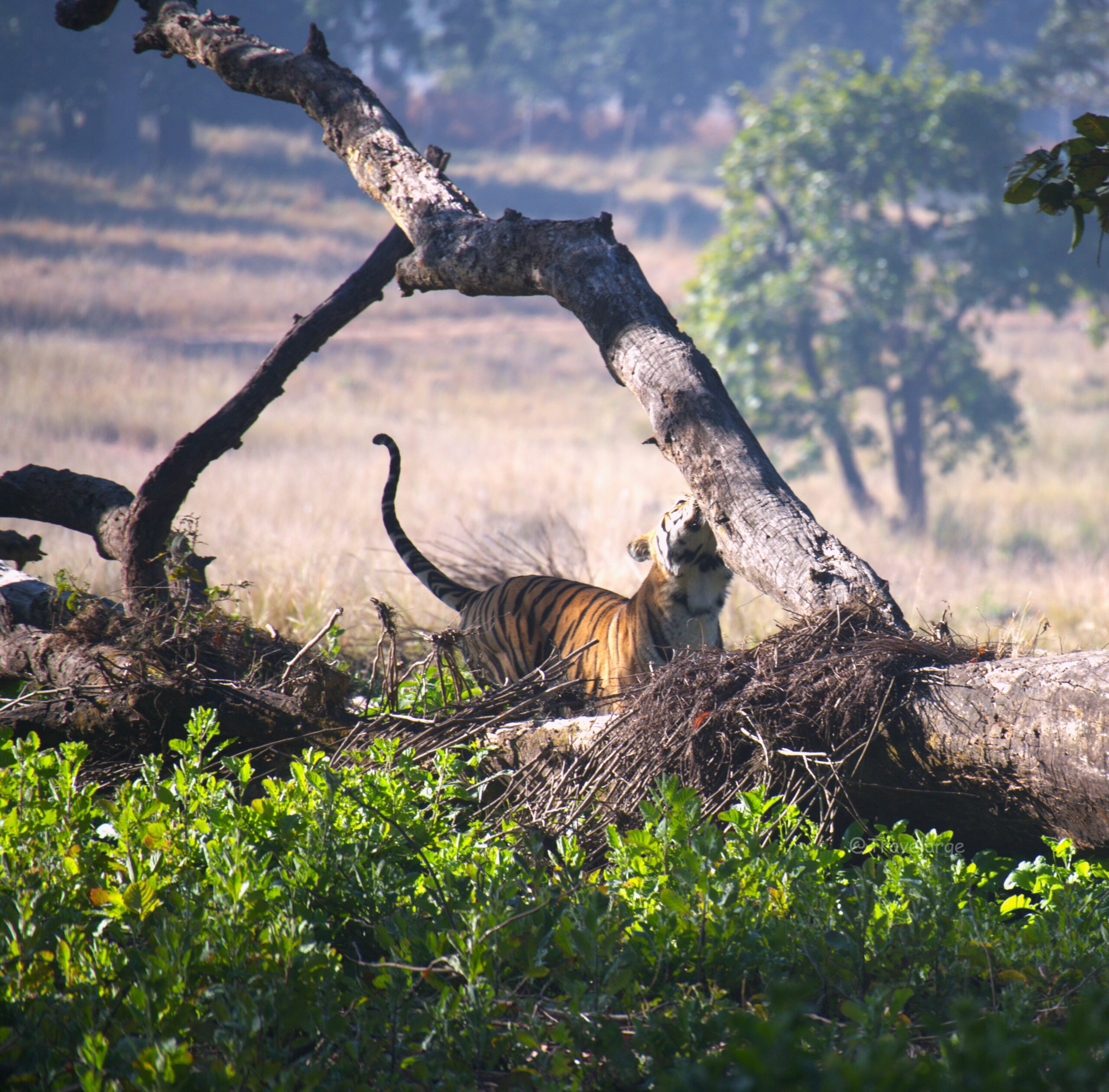 Tales of the Track: Tracking Tigers and Rare Wonders in Kanha