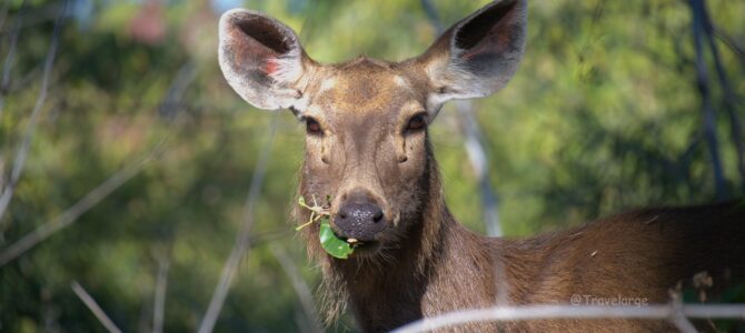 The Ultimate Kanha Planning Guide—How to Turn Your Jungle Dreams into Reality
