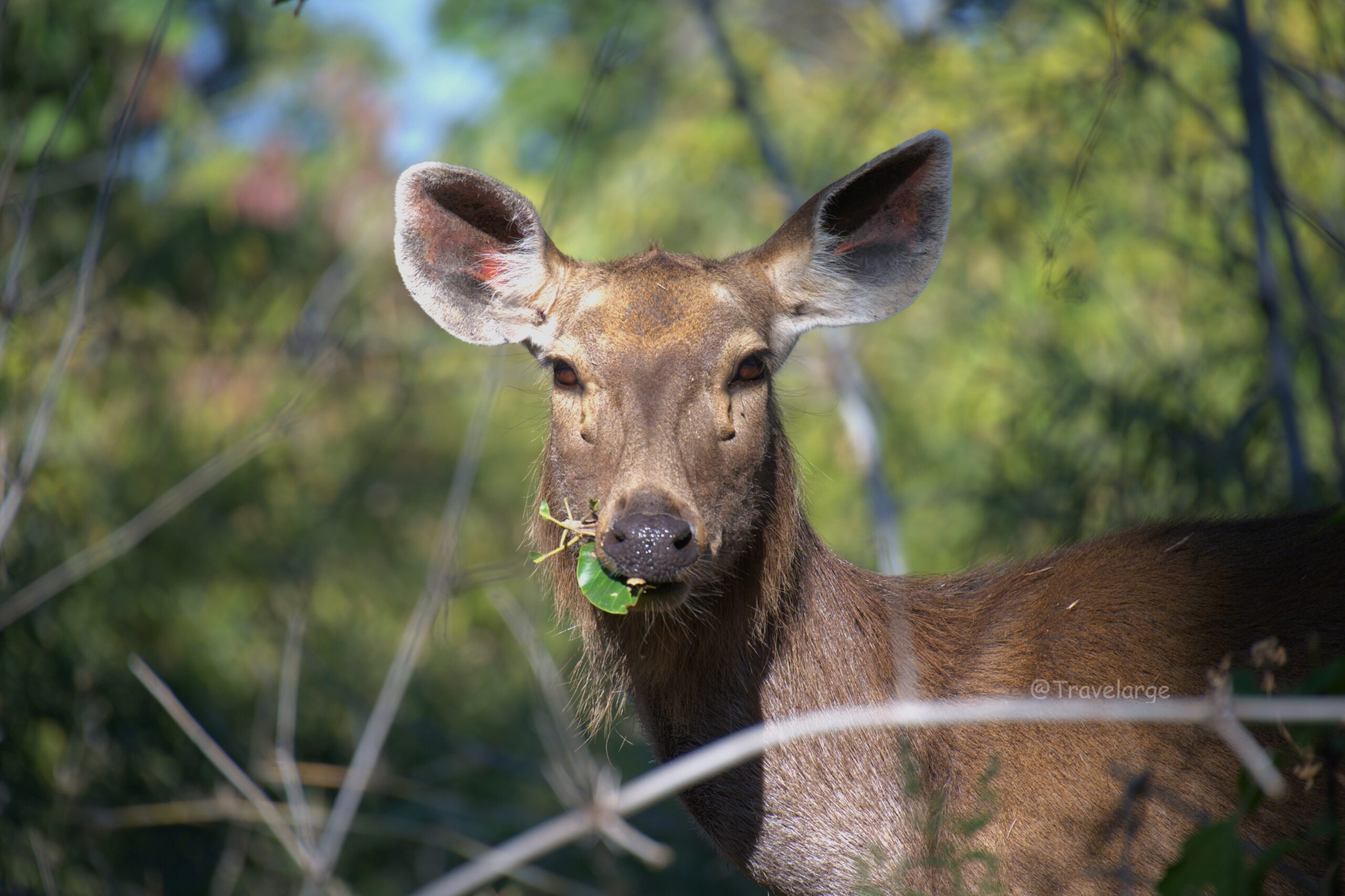 The Ultimate Kanha Planning Guide—How to Turn Your Jungle Dreams into Reality